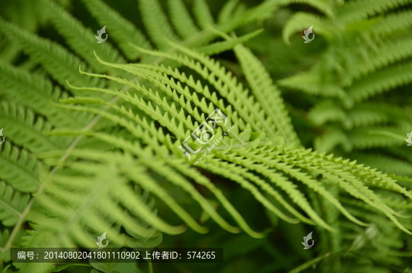 蕨類枝葉