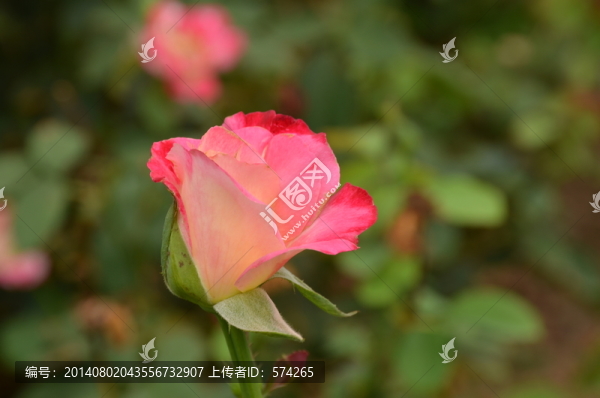 月季花