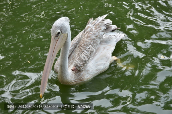 鵜鶘,鳥