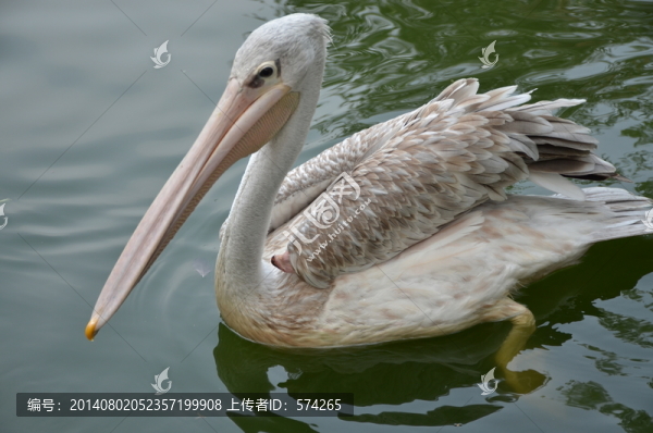 鵜鶘,鳥