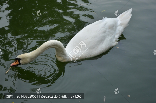 天鵝