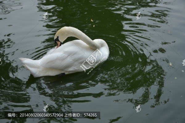 天鵝