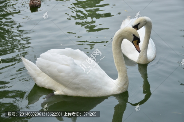 天鵝
