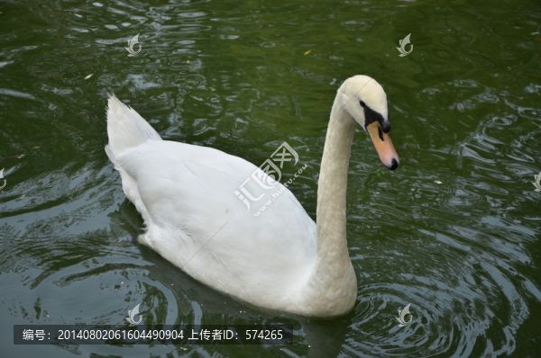 天鵝