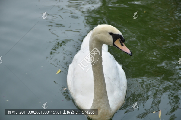 天鵝