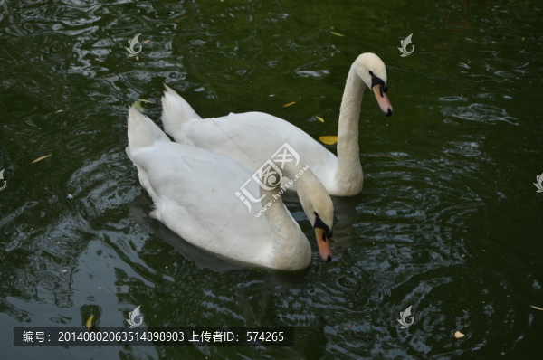 天鵝