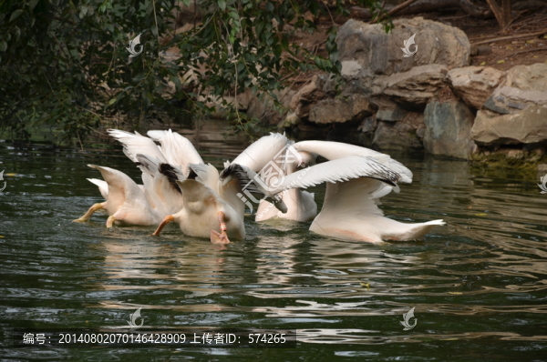 鵜鶘,鳥(niǎo)