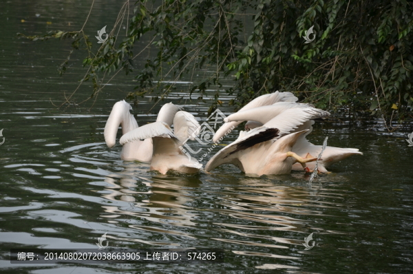 鵜鶘,鳥