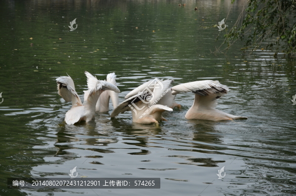 鵜鶘,鳥