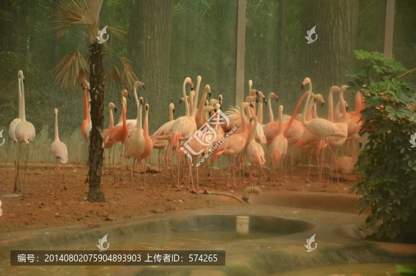 火烈鳥