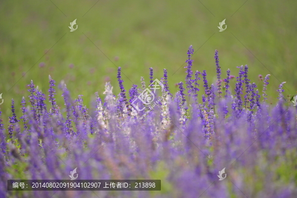 鼠尾草