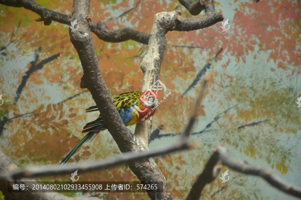 鸚鵡