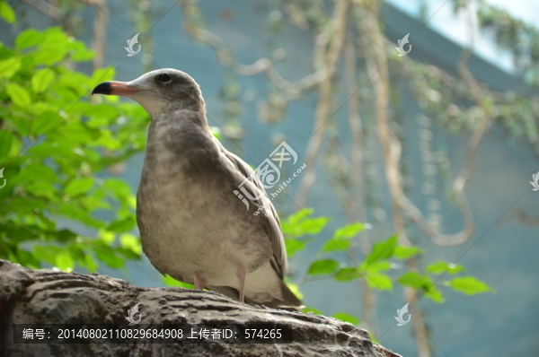 鳥