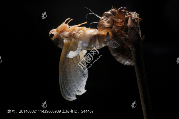 金蟬脫殼