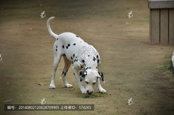 狗