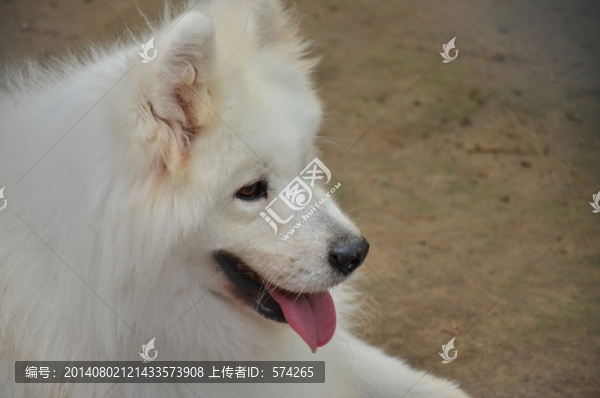 狗