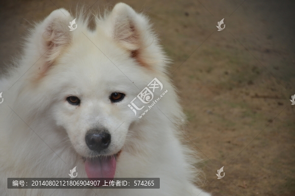 狗