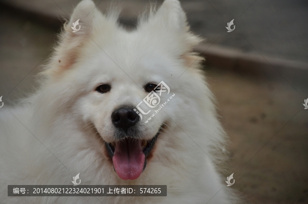 狗