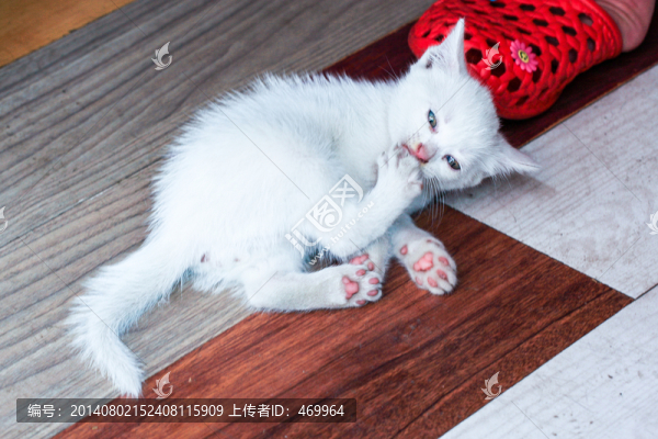 小白貓