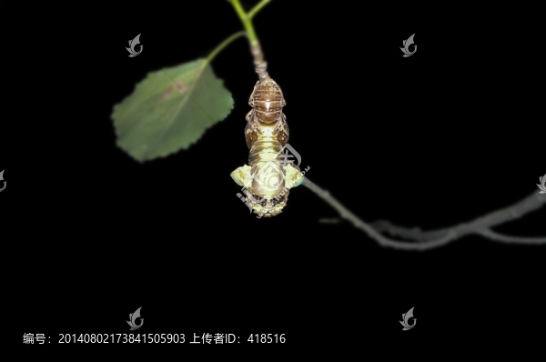 蛻變中的知了