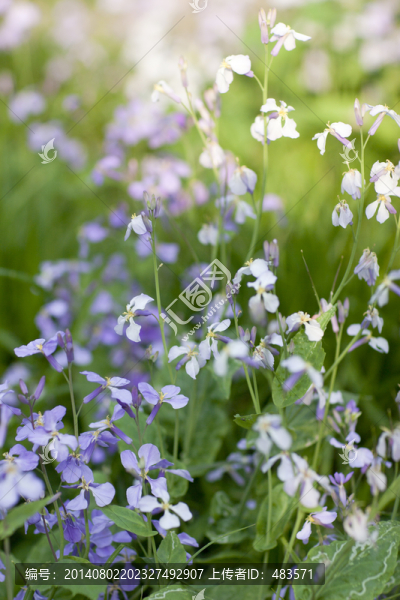 紫色小花,二月蘭