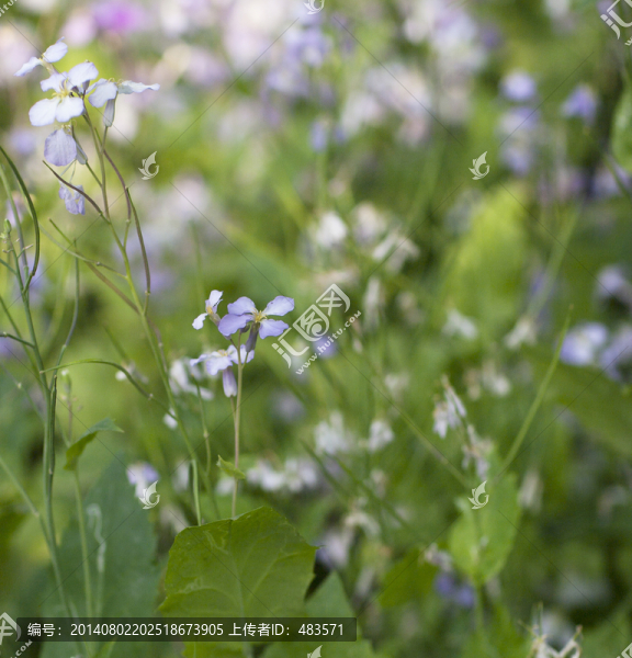 紫色小花,二月蘭