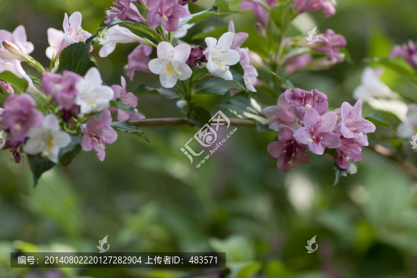 錦帶花