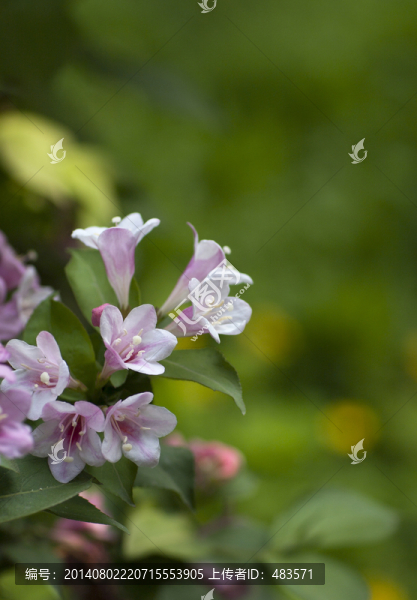 錦帶花