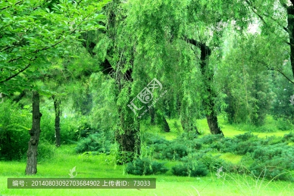 柳樹