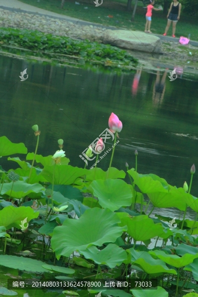 荷花池