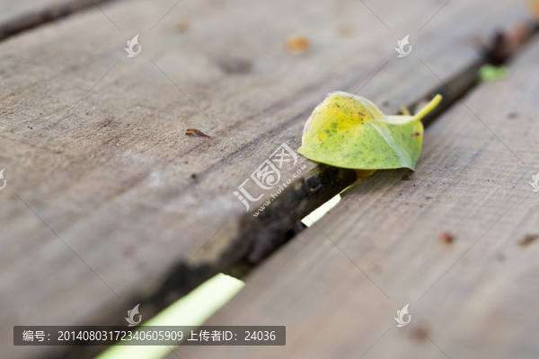 半黃落葉