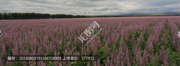新疆,昭蘇,田園,紫蘇,花海