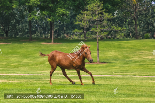 馬