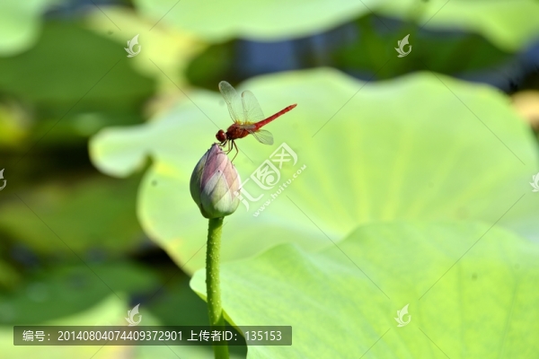 紅蜻蜓
