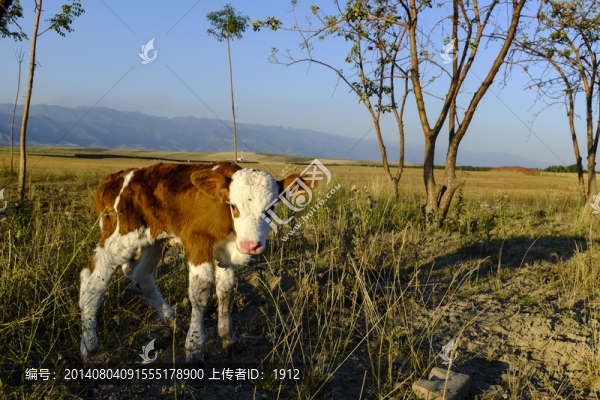 小牛