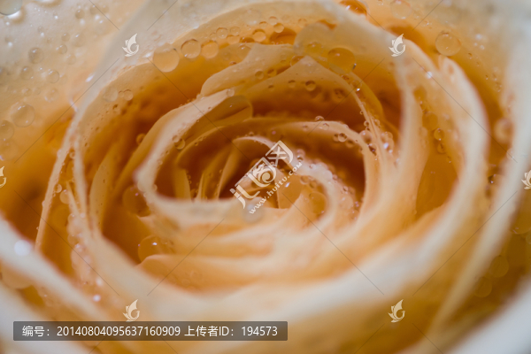 玫瑰花特寫