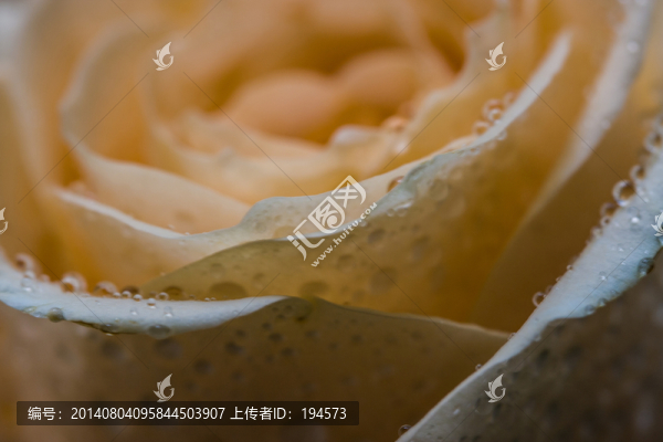 香檳色玫瑰花特寫