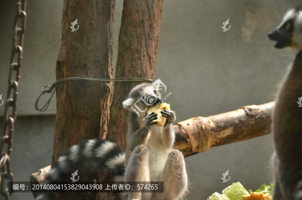 環(huán)尾狐猴