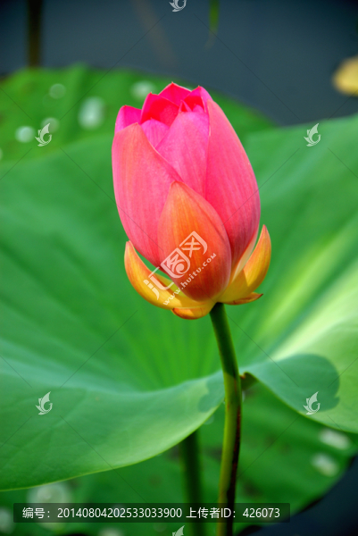 開(kāi)放的紅蓮花