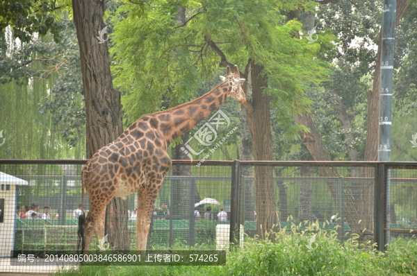 長頸鹿