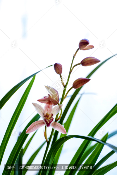 蘭花