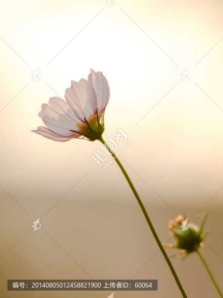 波斯菊