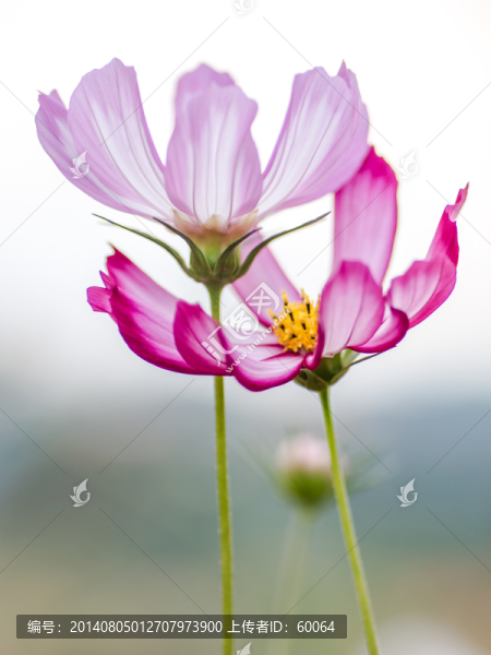 波斯菊