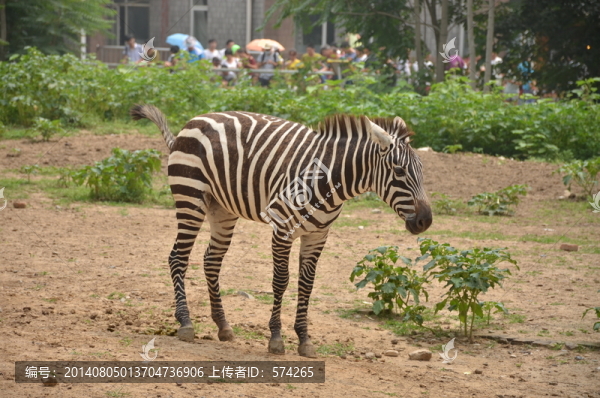 斑馬