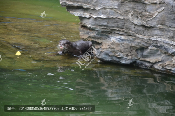 水獺