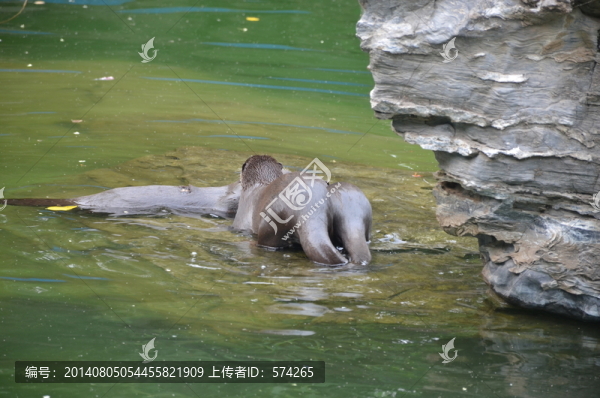 水獺