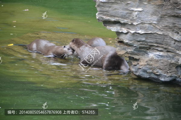 水獺
