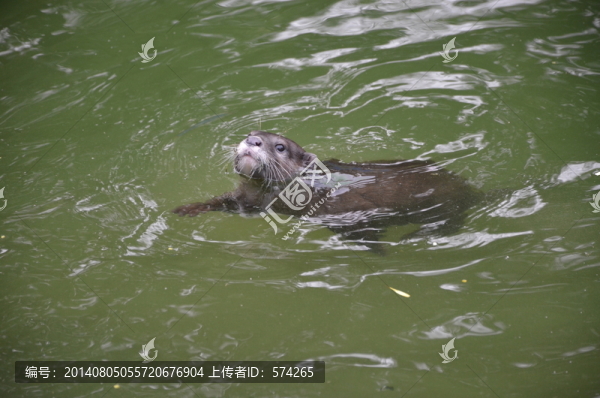 水獺