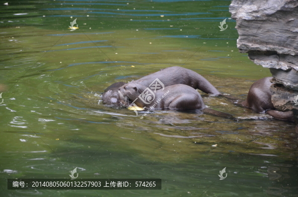 水獺