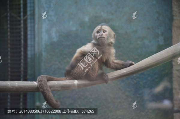 灰斑懸猴